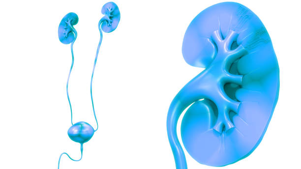 istock Human Urinary System Kidneys with Bladder Anatomy 1317189557