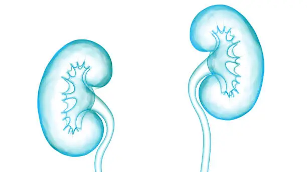 3D Illustration Concept of Human Urinary System Kidneys Anatomy