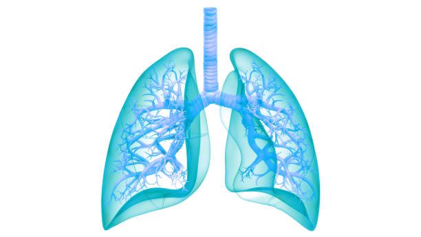 istock Human Respiratory System Lungs Anatomy 1317189612
