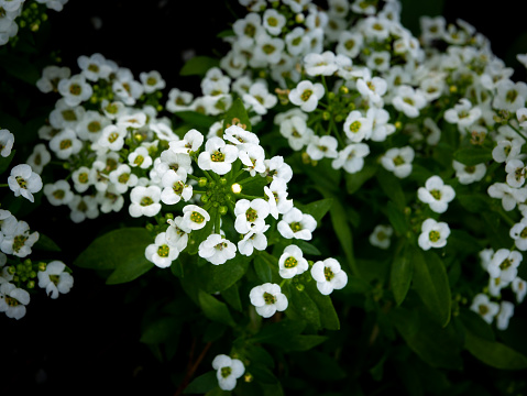 The Bunch of White Sweet Alyssum Blooming in The Field