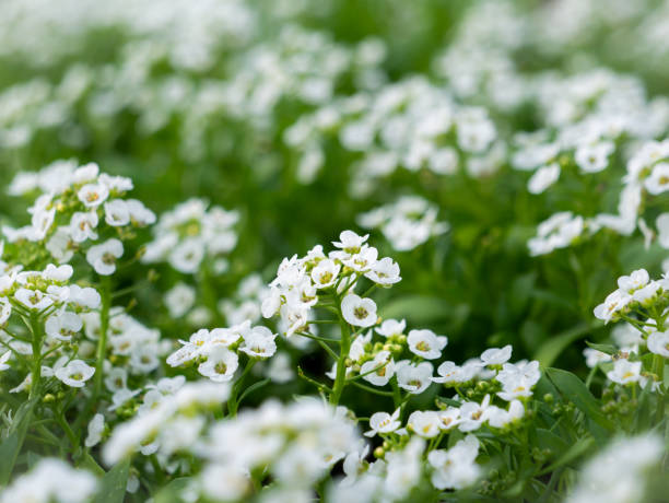 istock Bunch of White Sweet Alyssum Blooming 1317190901