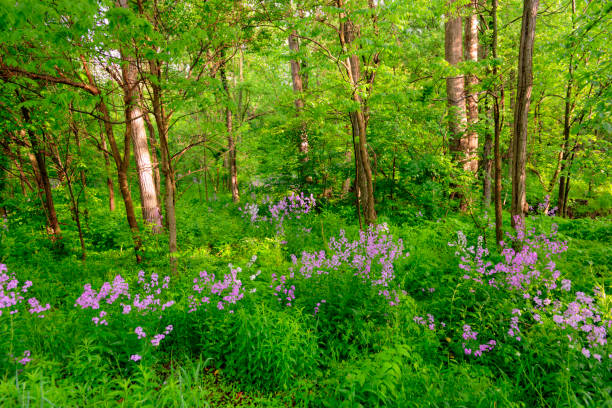 istock Wild Flowers along a woods edge-Howard County Indiana 1317191741