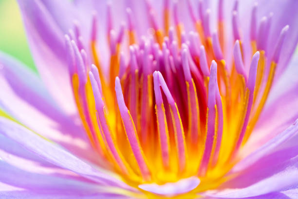 istock angle view beautiful lilac and yellow water lily close up 1317192452