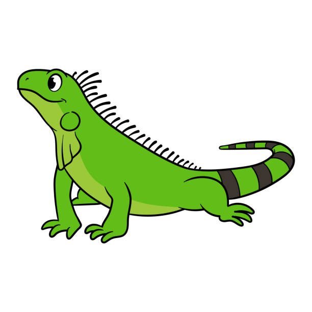 ilustraciones, imágenes clip art, dibujos animados e iconos de stock de ilustración vectorial de iguana verde de dibujos animados - iguana