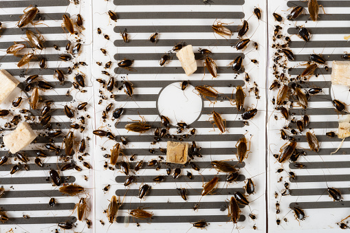 top view traps with lots of cockroaches struggling