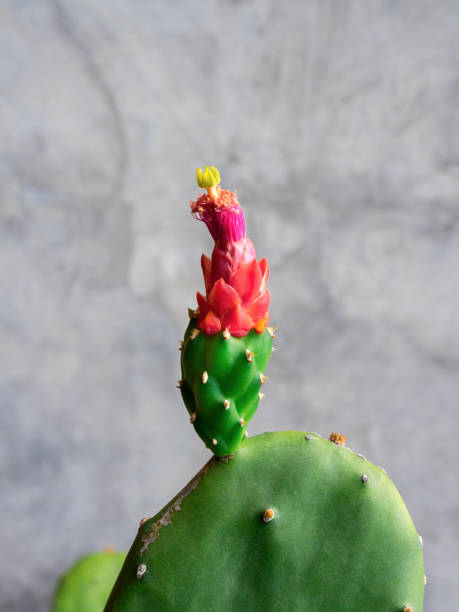 istock Close-up beautiful cactus flower. 1317193185