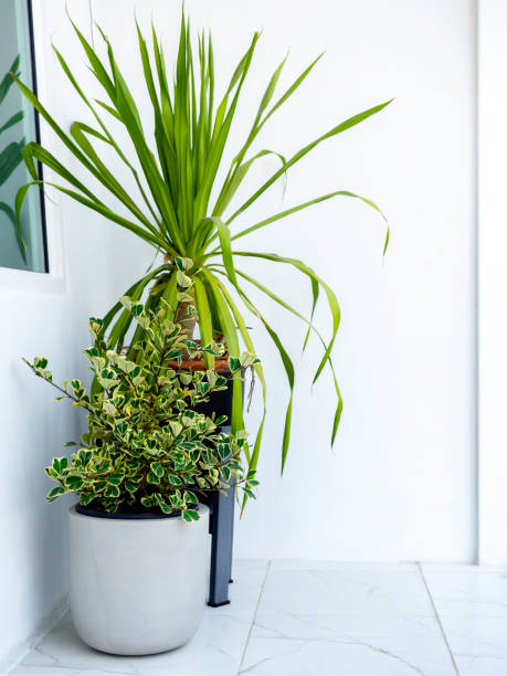 istock Two simple style plant pots with green leaves. 1317193229
