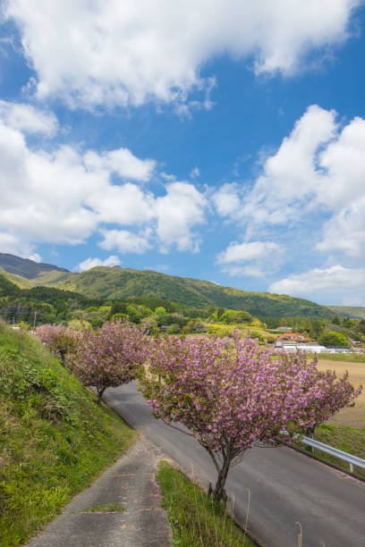 Peony cherry blossoms and blue sky It is a peony cherry tree and a blue sky in Taketa City, Oita Prefecture. taketa photos stock pictures, royalty-free photos & images