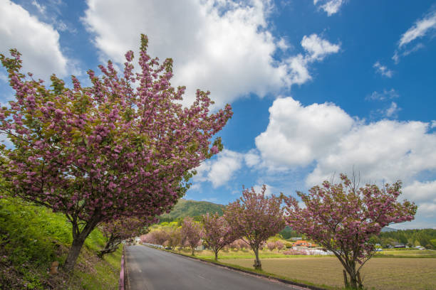 Peony cherry blossoms and blue sky It is a peony cherry tree and a blue sky in Taketa City, Oita Prefecture. taketa photos stock pictures, royalty-free photos & images