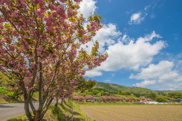 Peony cherry blossoms and blue sky It is a peony cherry tree and a blue sky in Taketa City, Oita Prefecture. taketa photos stock pictures, royalty-free photos & images