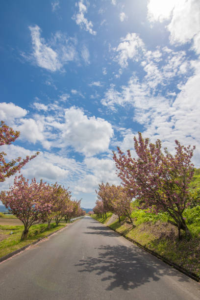 Peony cherry blossoms and blue sky It is a peony cherry tree and a blue sky in Taketa City, Oita Prefecture. taketa photos stock pictures, royalty-free photos & images