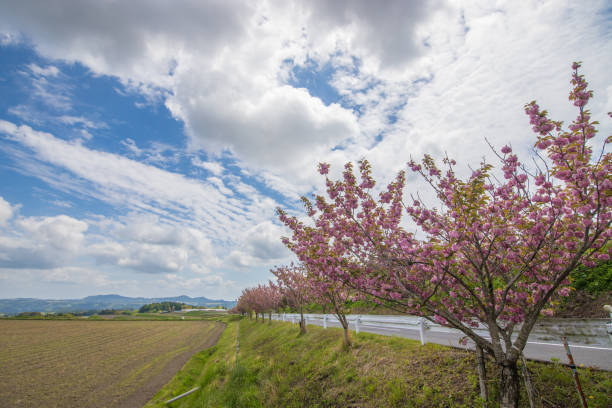Peony cherry blossoms and blue sky It is a peony cherry tree and a blue sky in Taketa City, Oita Prefecture. taketa photos stock pictures, royalty-free photos & images