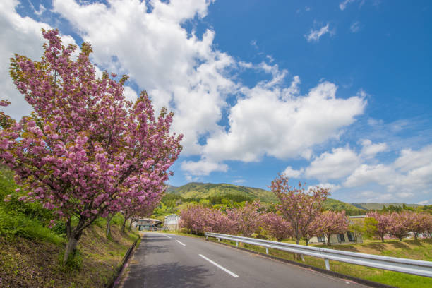 Peony cherry blossoms and blue sky It is a peony cherry tree and a blue sky in Taketa City, Oita Prefecture. taketa photos stock pictures, royalty-free photos & images