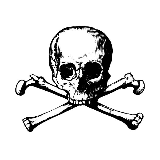 illustrazioni stock, clip art, cartoni animati e icone di tendenza di teschio umano con ossa incrociate. illustrazione vettoriale isolata su sfondo bianco. - pirate corsair cartoon danger