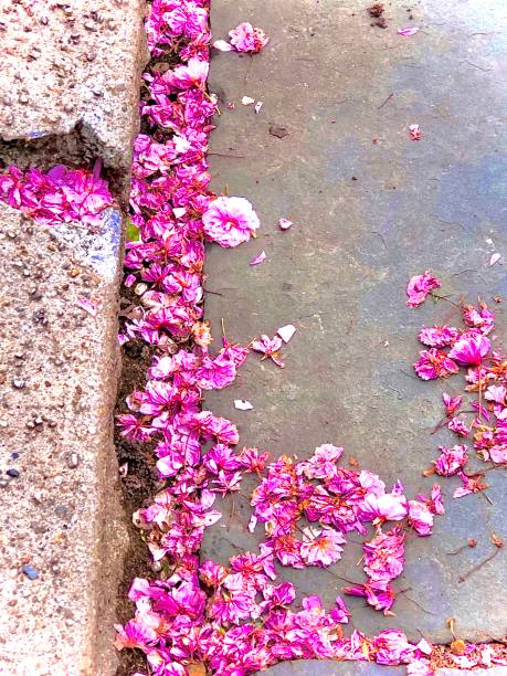 istock Cherry Blossoms in the Street 1317196376
