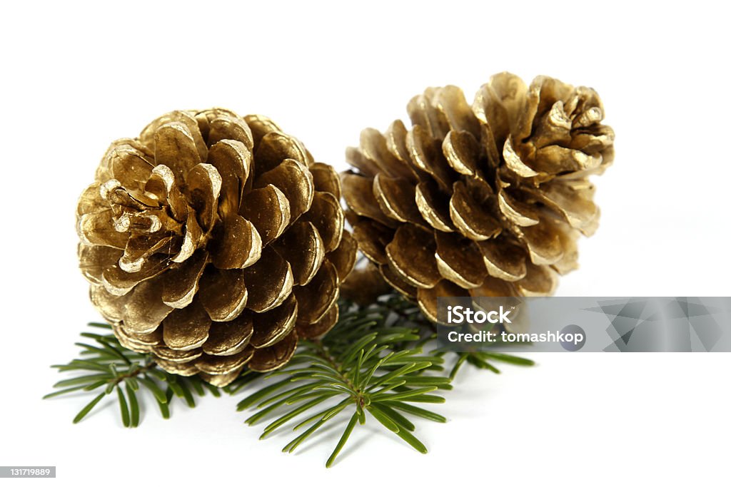 Zapfen - Lizenzfrei Baum Stock-Foto