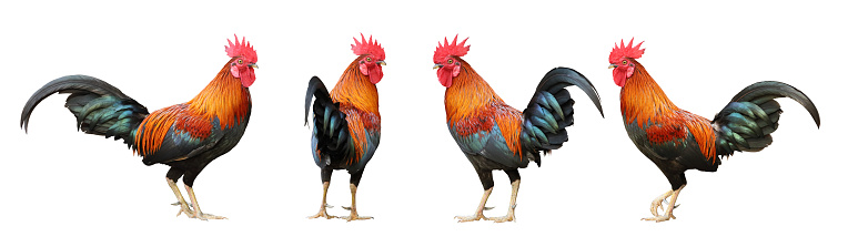 Set of colorful free range male rooster in different pose isolated on white background with clipping path