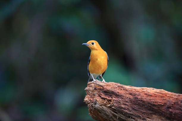 istock Ferruginous Partridge (Caloperdix oculeus) in Malaysia 1317200880