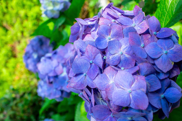 istock Images of blue and purple hydrangeas in full bloom after the rain. 1317201493