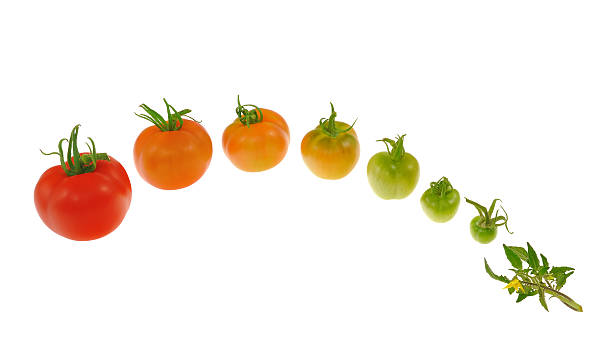 이볼루션 레드 토마토색 흰색 바탕에 흰색 배경 - evolution progress unripe tomato 뉴스 사진 이미지