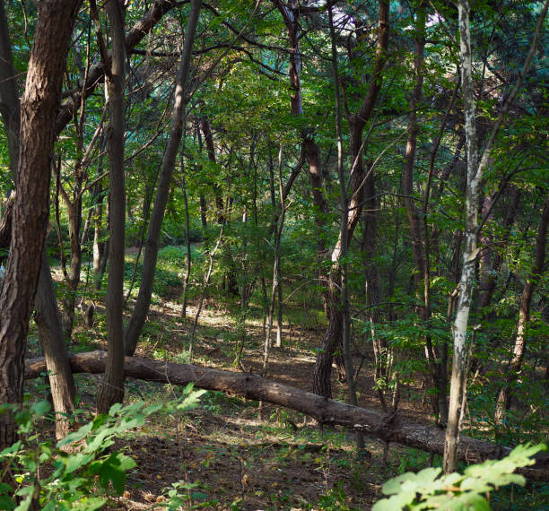 istock Korean green forest landscape, nature 1317202419