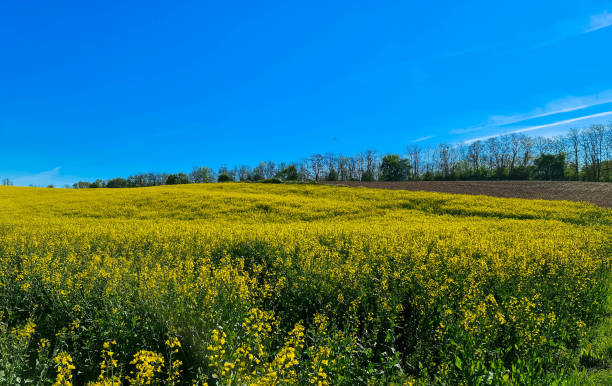 pole jasnożółtego rapseeda - mustard plant mustard field clear sky sky zdjęcia i obrazy z banku zdjęć