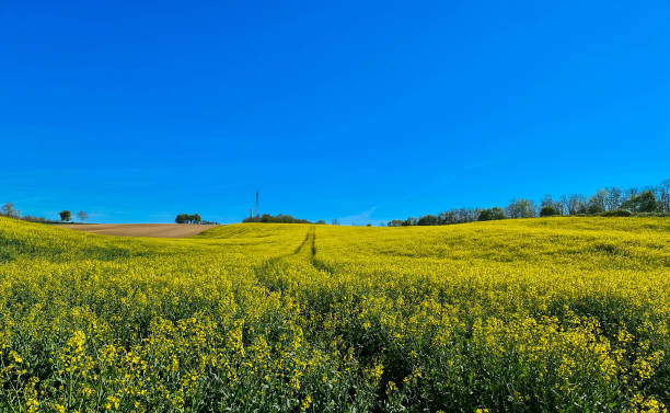 campo de rapsa amarilla brillante - mustard plant mustard field clear sky sky fotografías e imágenes de stock