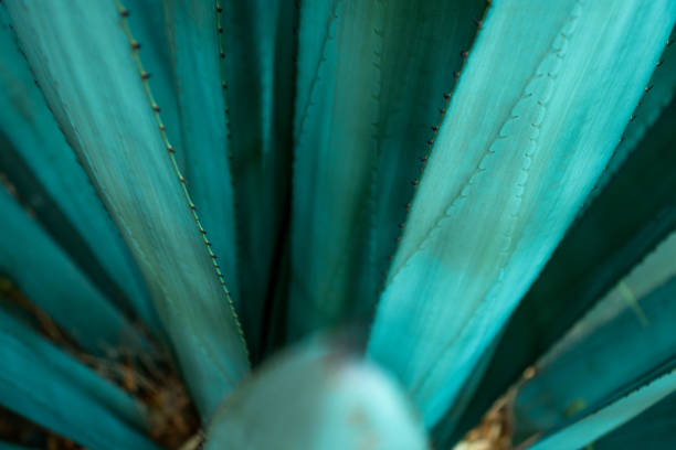istock Mexican Blue Agave from tequila Gdl. Mexico 1317204327