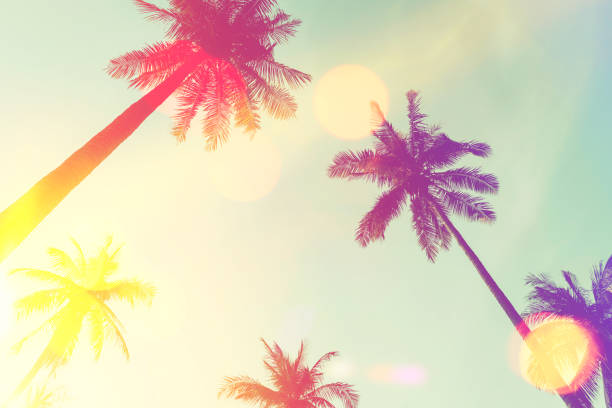 istock Tropical palm tree with sun light on sunset sky and cloud abstract background. 1317206700