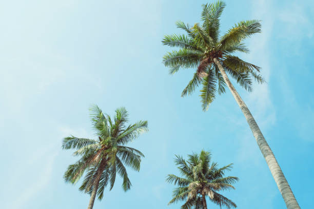 istock Tropical palm tree with blue sky and cloud abstract background. Summer vacation and nature travel adventure concept. 1317206702