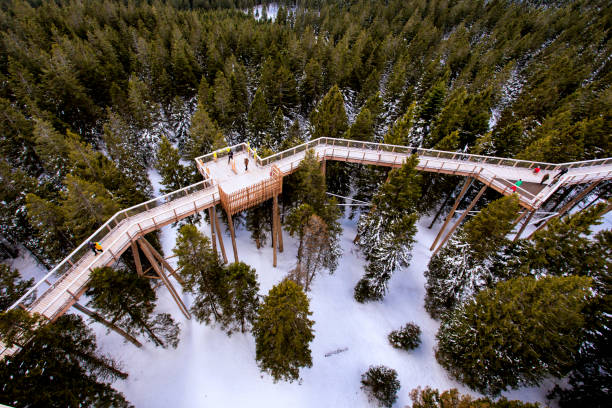 Wooden bridge and observation deck for walking through treetops. Pohorje Treetop Walk, Rogla. Slovenia, Europe