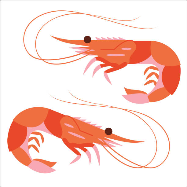 Prawn or Shrimp side view Profile of shrimp with curved tail and long feelers prawn animal stock illustrations