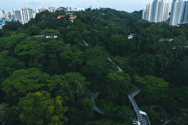 Aerial view showing green tropical rainforest and bridges. Hiking on these 10 km tree top bridges in the interconnected parks of Southern Ridges, Mount Faber Park, Telok Blangah Hill Park, Hort Park, Kent Ridge Park and Labrador Nature Reserve, is popular amongst both locals and tourists.