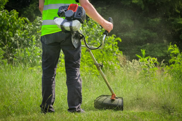 istock Physical worker mowing tall grass, weed with grass trimmer 1317208529