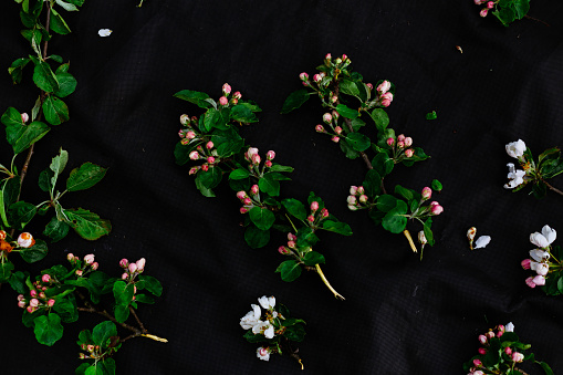 flowers and twigs of cherry on a black background