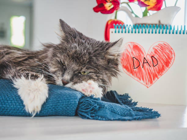 istock Lovable Kitty of gray color. Closeup, white background 1317209740