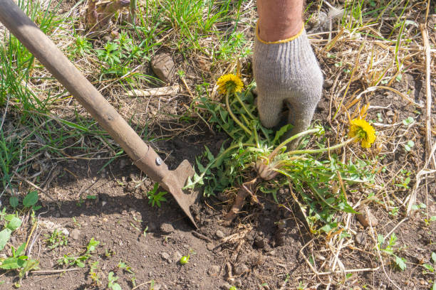 istock Gloved hand pulls out a dandelion weed, digging it up with small shovel. Yellow dandelion flowers, green leaves, and along, powerful root. Gardening with your own hands 1317209804