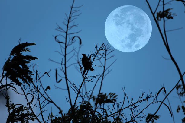 istock Full moon on the sky with tree branch and bird silhouette. 1317210553