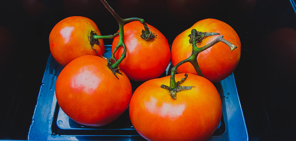 Tomato. Fresh organic home grown organic tomatoes close up view. Fresh tomatoes harvested for salad. To