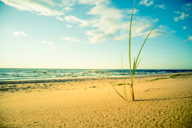 istock Beautiful beach grass at the Baltic sea during sunset hours. 1317212683