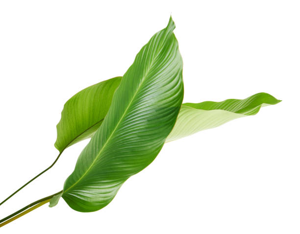 istock Calathea foliage, Exotic tropical leaf, Large green leaf, isolated on white background with clipping path 1317214619