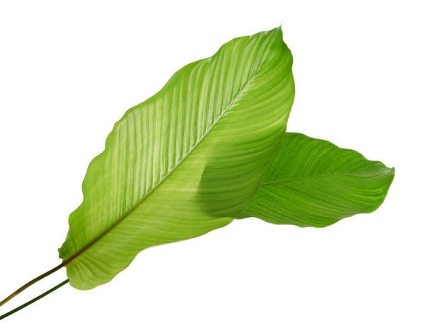 istock Calathea foliage, Exotic tropical leaf, Large green leaf, isolated on white background with clipping path 1317214632