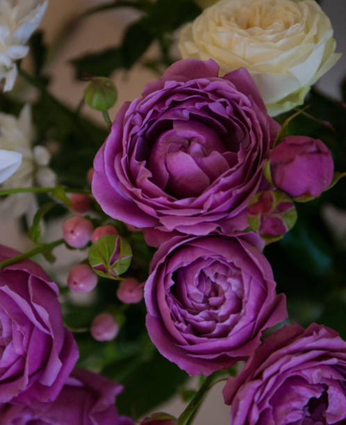 istock Purple rose buds, top view, soft focus. Beautiful bouquet. 1317214658