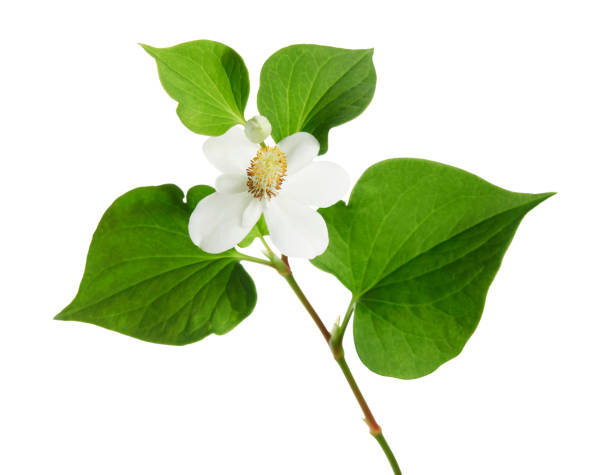 istock Fish mint, Fish leaf with flower isolated on white background, with clipping path 1317214678