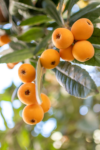 Orange tree plantation with ripe fruits on sunny day