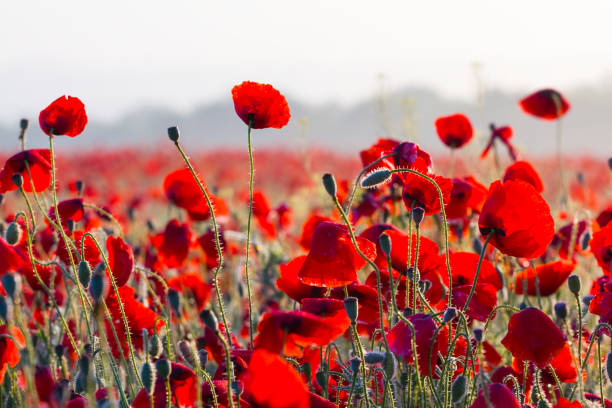 istock closeup red poppy 1317216645
