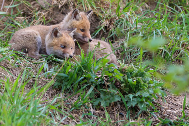 istock Young fox (vulpes) discovering the world near Maastricht 1317217544