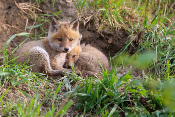 istock Young fox (vulpes) discovering the world near Maastricht 1317217545