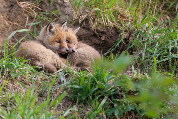 istock Young fox (vulpes) discovering the world near Maastricht 1317217546