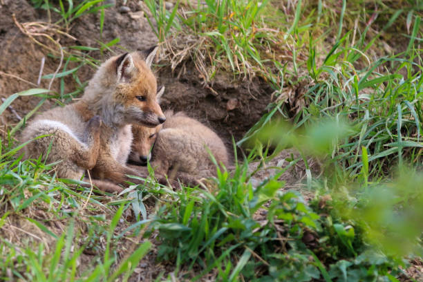 istock Young fox (vulpes) discovering the world near Maastricht 1317217570